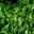 Pittosporum tenuifolium 'Abbotsbury Gold' mature leaves green with pale yellow central vein