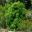 Pittosporum tenufolium 'Abbotsbury Gold grows to 2-3m tall