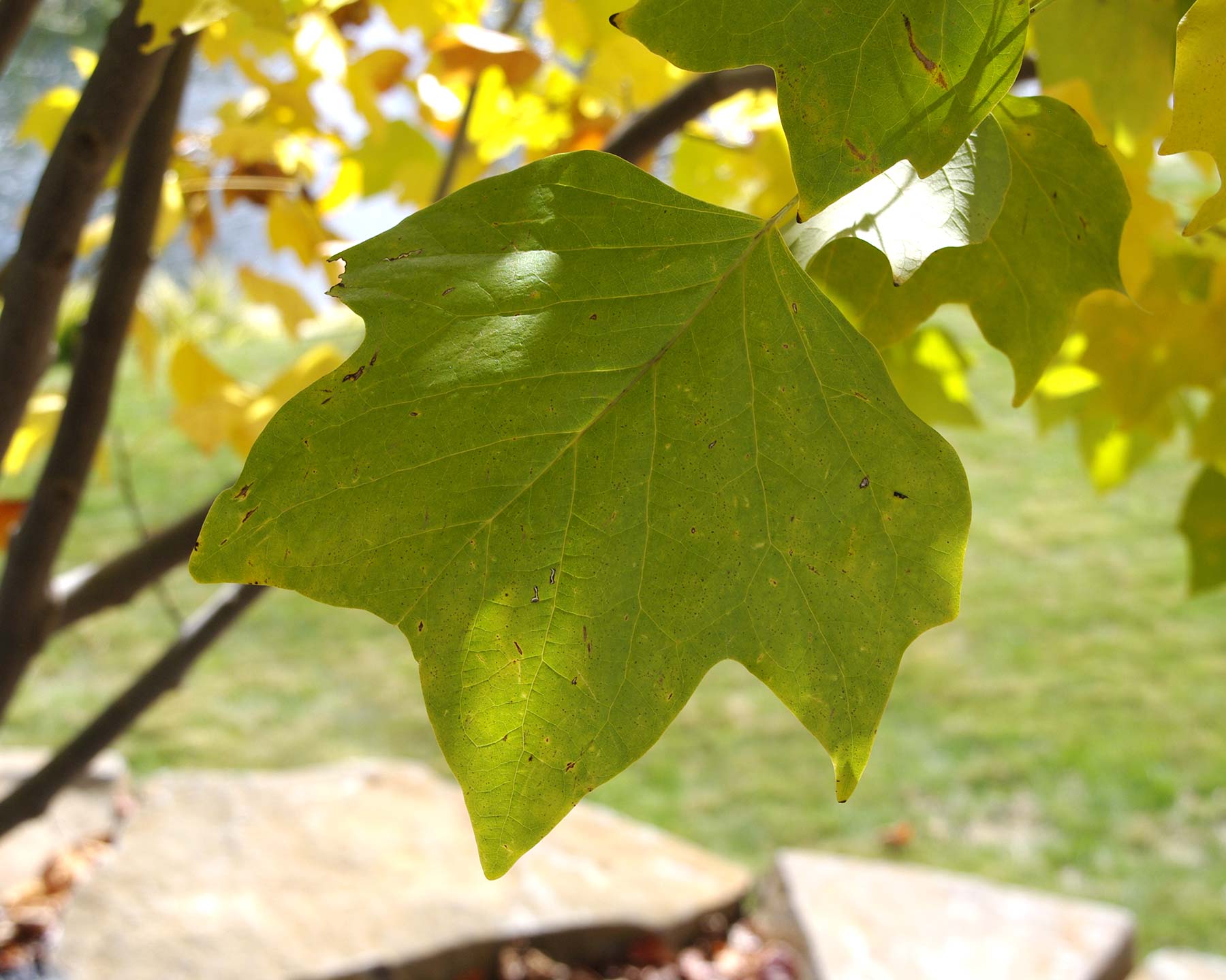 Liriodendron tulipifera - the leaves turn a darker green before turning to reds and yellows