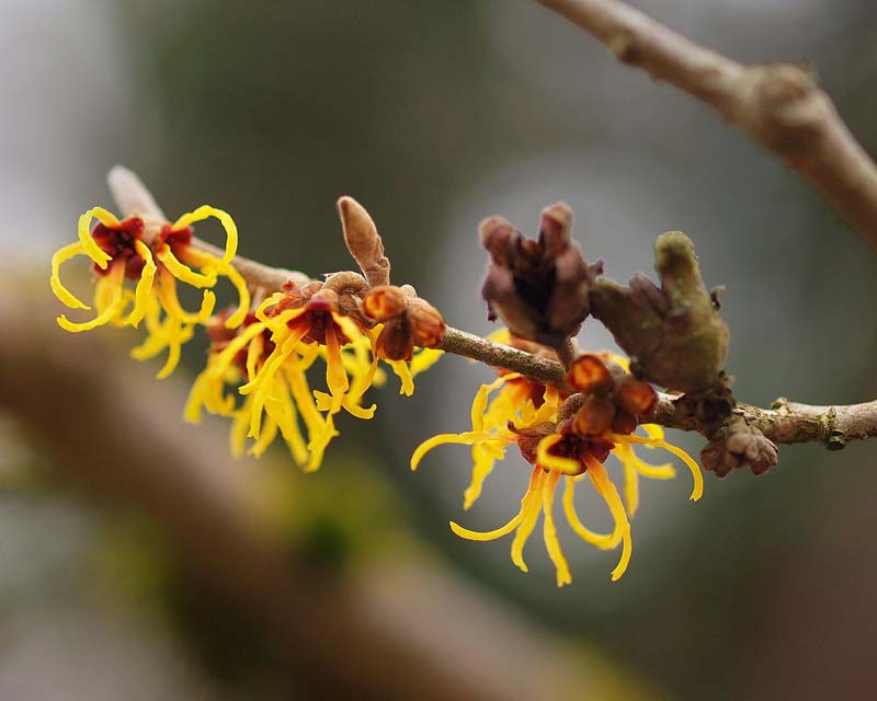 Hamamelis mollis Chinese Witch Hazel  yellow spidery flowers appear on bare branches in late winter - photo Orjen