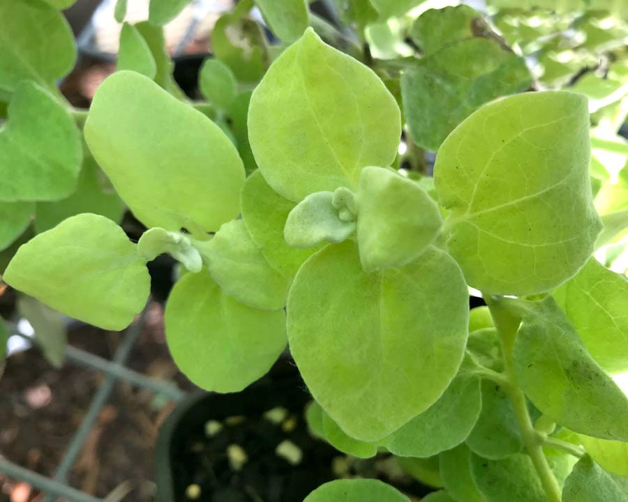The lime green leaves of Helichrysum petiolare
