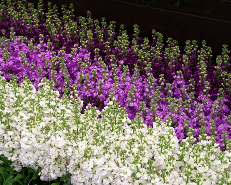 White, mauve and purple stock - display bed