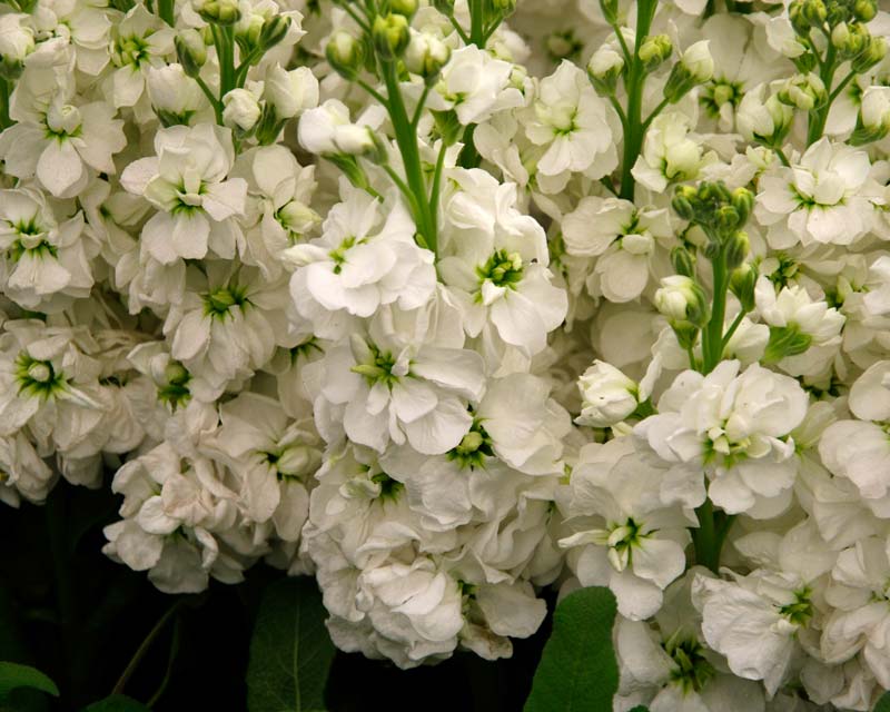 Matthiola incana - Pure white flowers