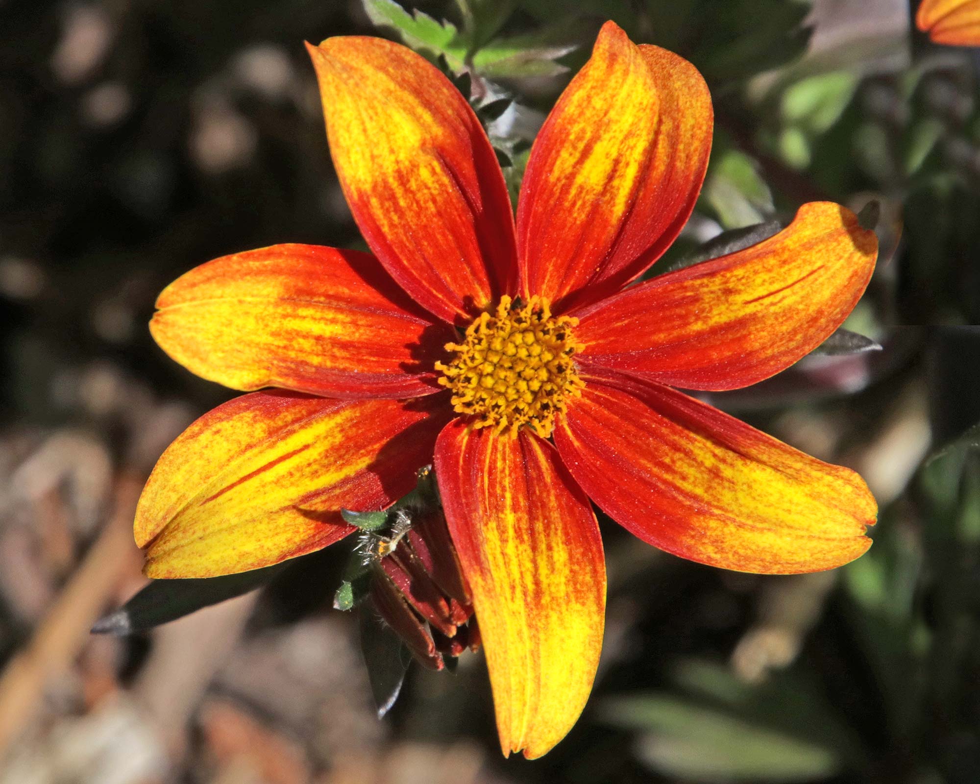 Dahlia, single flowered group - Coccinea