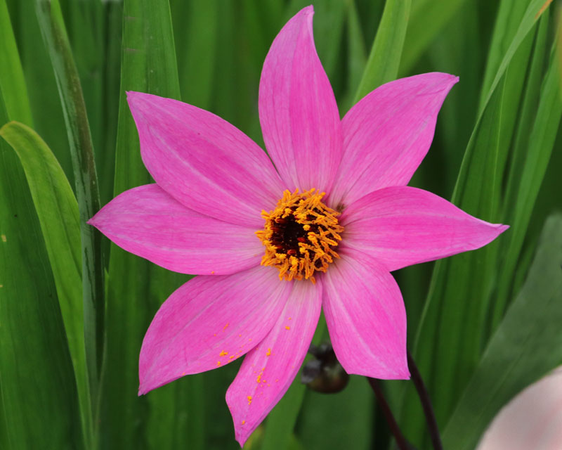 Dahlia Single Flowered Group - Magenta Star