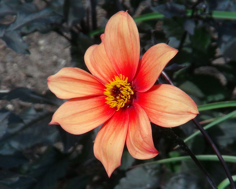 Dahlia Single Flowered Group - Path Finder