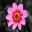 Dahlia Single Flowered group - Happy Single Wink