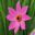 Dahlia Single Flowered Group - Magenta Star