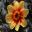 Dahlia Single Flowered Group - Moonfire