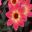 Dahlia Single Flowered Group - Twynings Revel