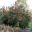 Banksia Ericifolia subsp Ericifolia- Spring in Australian National Botanic Gardens Canberra