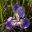 Iris unguicularis - photo Vassil