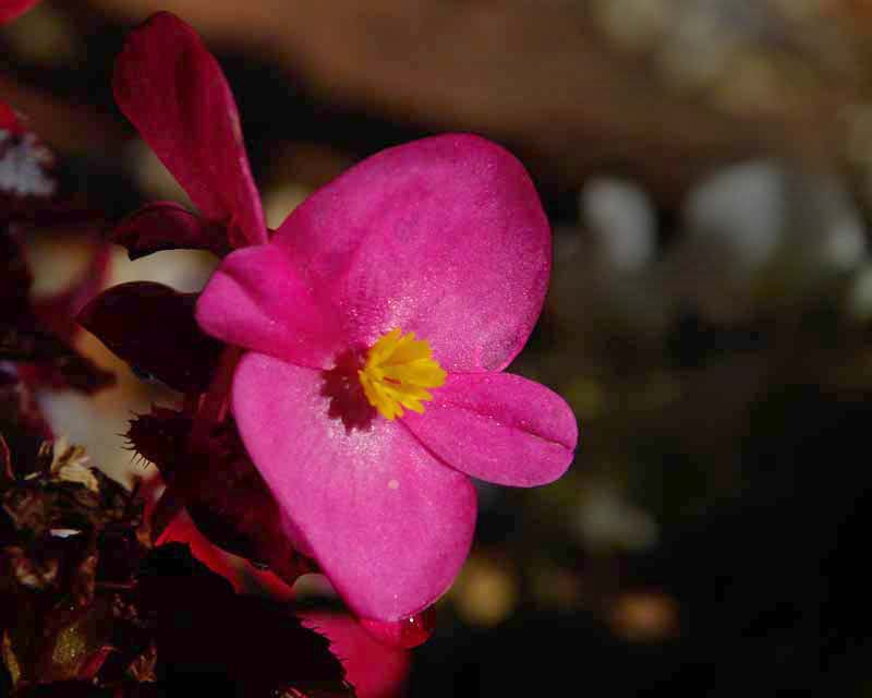 Begonia semperflorens - deep pink flower