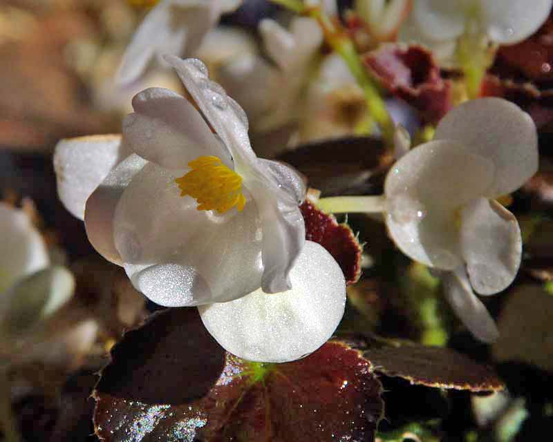Begonia semperflorens - white flower