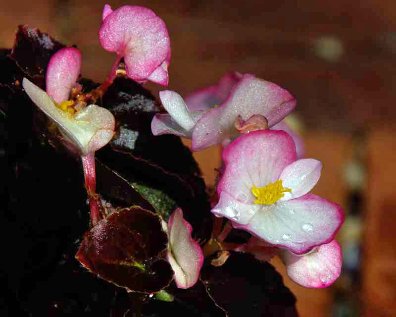Begonia semperflorens - pale pink flower