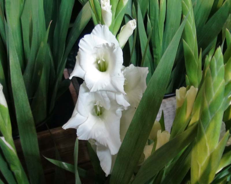 Gladiolus grandiflora - Gladioli