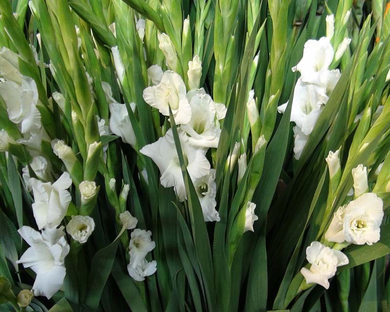 Gladiolus grandiflora hybrid white