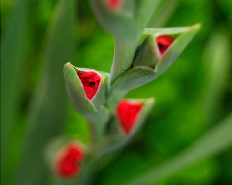 Gladiolus buds just emerging