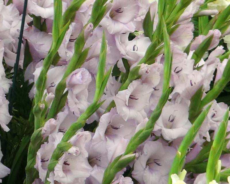 Gladiolus grandiflorus x Careless