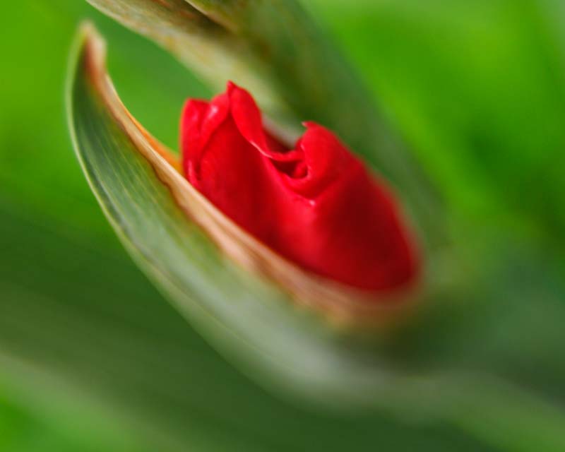 Gladiolus bud emerging