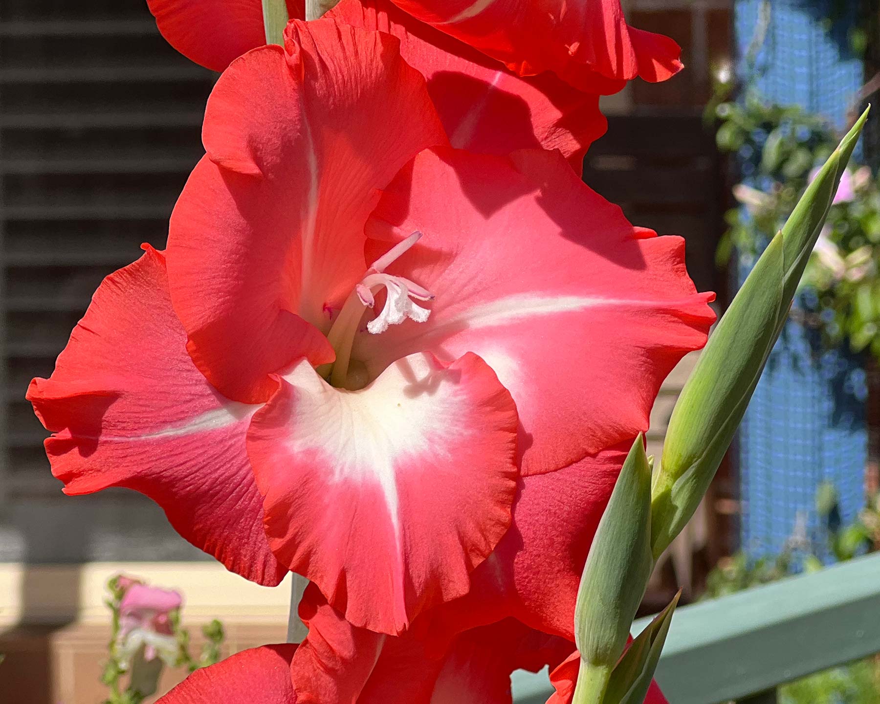 Gladiolus hybrid