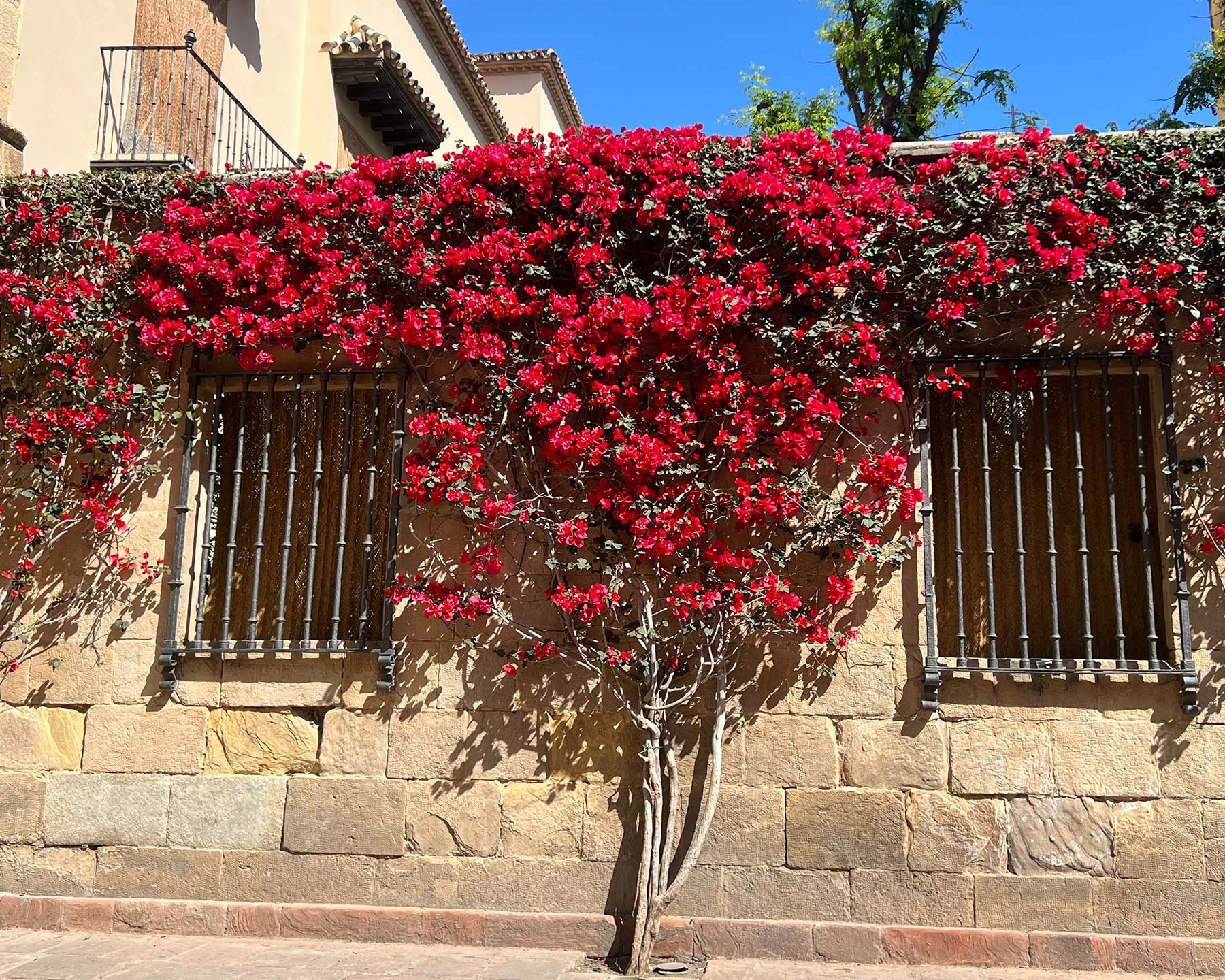 Bougainvillea,  deep red bracts add colour to wall in Malaga, Spain