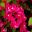 The brilliant pink flower-like bracts  of Bougainvillea Tango Supreme