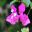 Bougainvillea glabra  - Rampant but bursting with colour