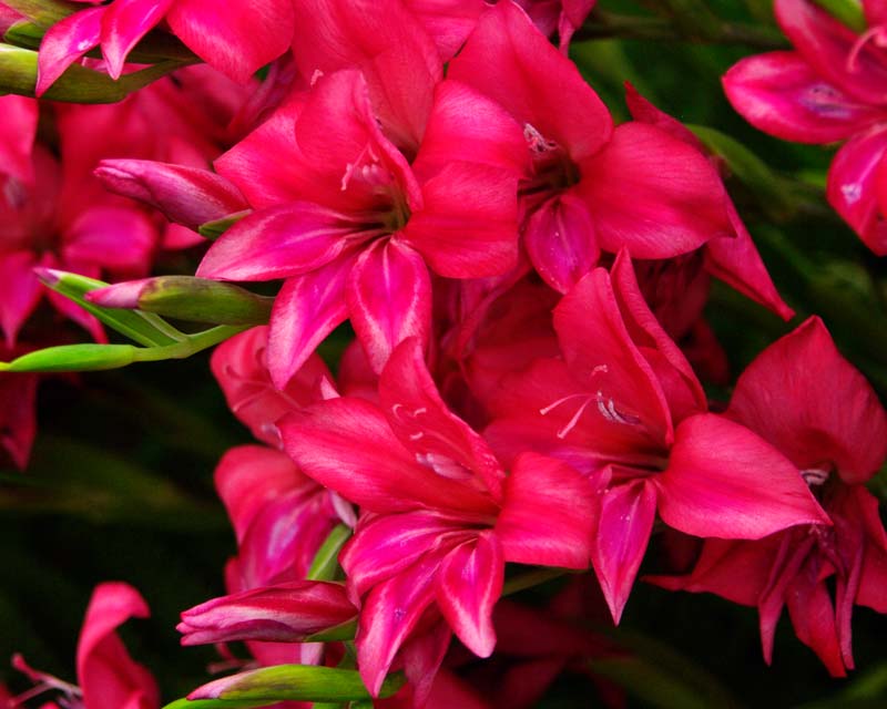 Gladiolus Nanus hybrid Robinetta - deep pink, cerise flowers