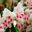 Gladiolus - nanus hybrids have smaller flowers than grandiflorus hybrids, this is hybrid Elvira