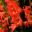 Gladiolus Nanus hybrid Nathalie - scarlet flowers