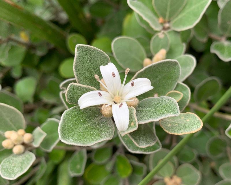 Correa alba - pretty white four petalled flowers