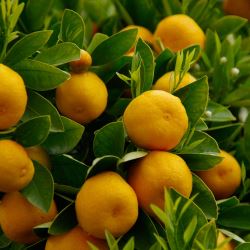 Citrus sinensis Valencia
