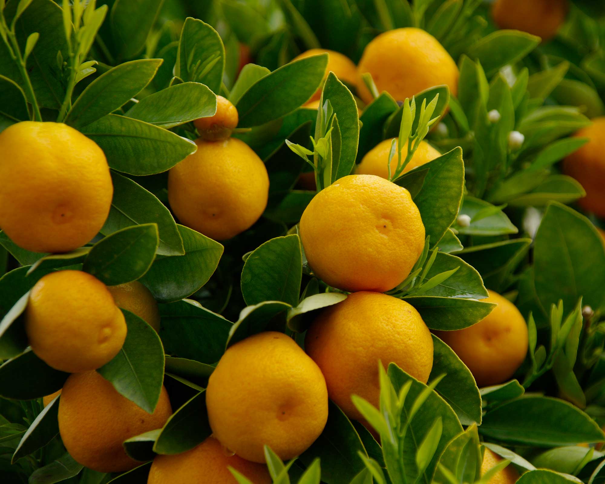 Citrus sinensis Valencia Orange