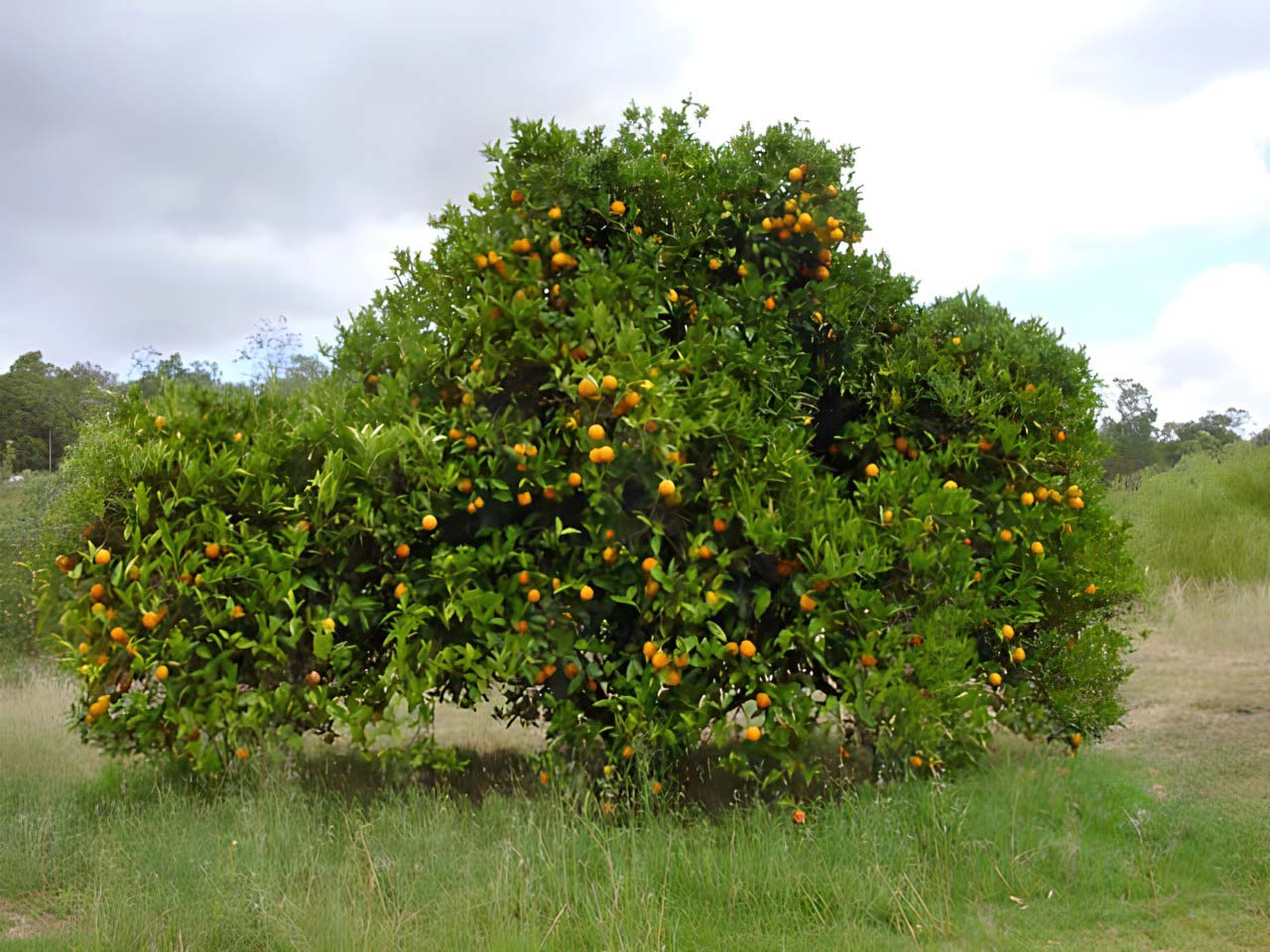 A professional orchard tree