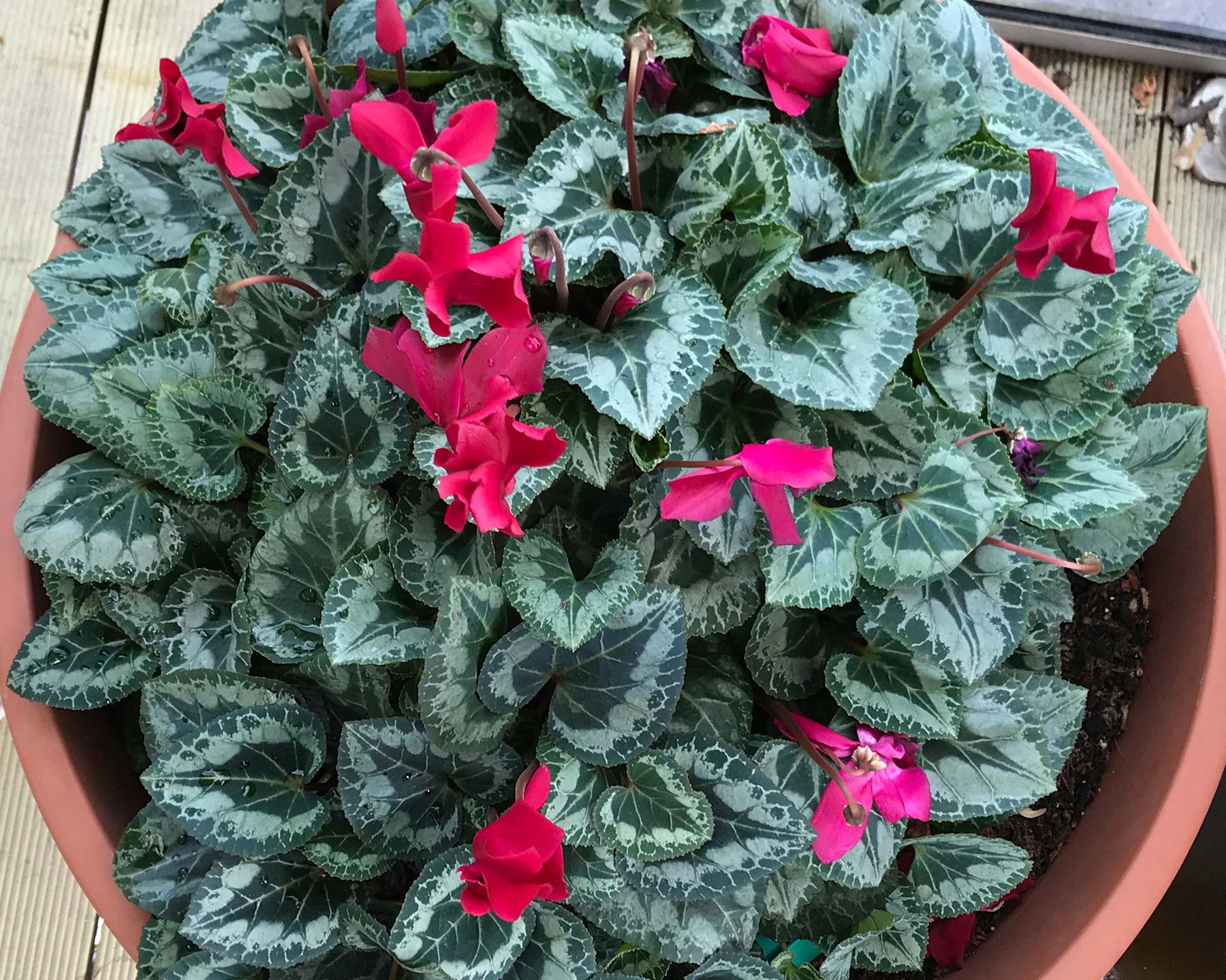 Variegated leaves and brightly coloured flowers make Cyclamen a great pot plant