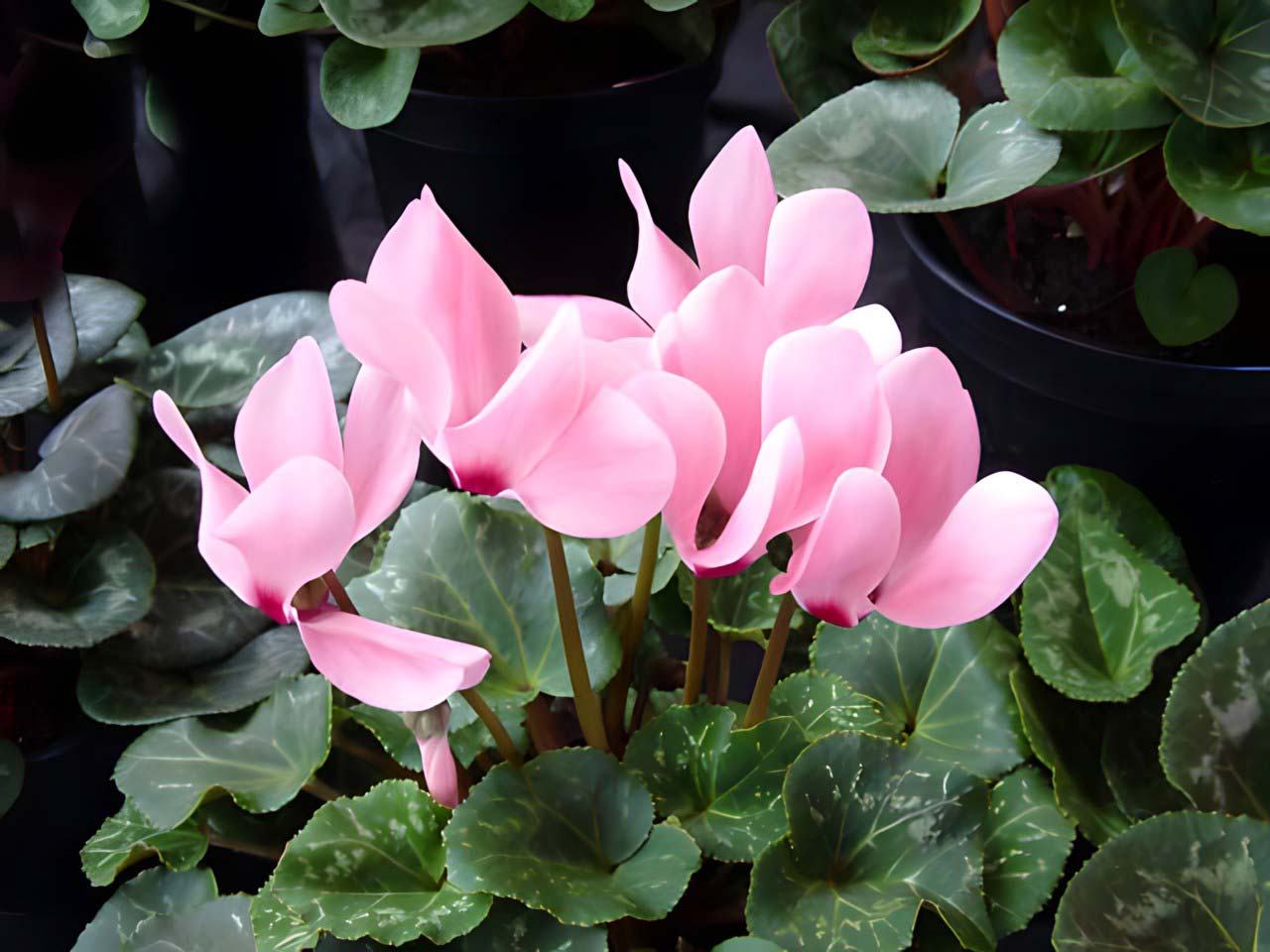 Cyclamen persicum - this is a hybrid called Mini