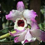 Dendrobium nobile 
