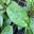 Hoya carnosa leaf