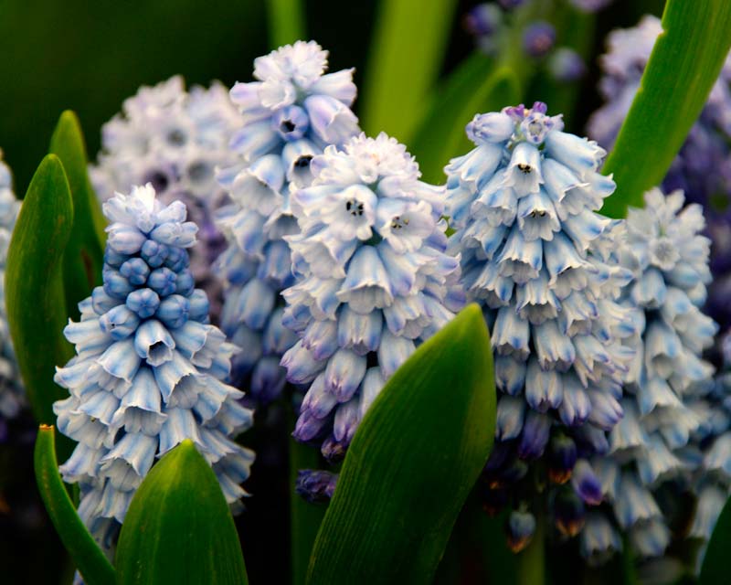 Muscari azureum - pale blue flowers