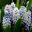 Muscari azureum - pale blue flowers