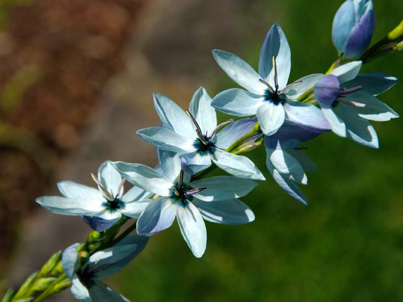 GardensOnline: Ixia viridiflora