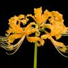 Lycoris aurea - Golden Spider Lily - photo PDH