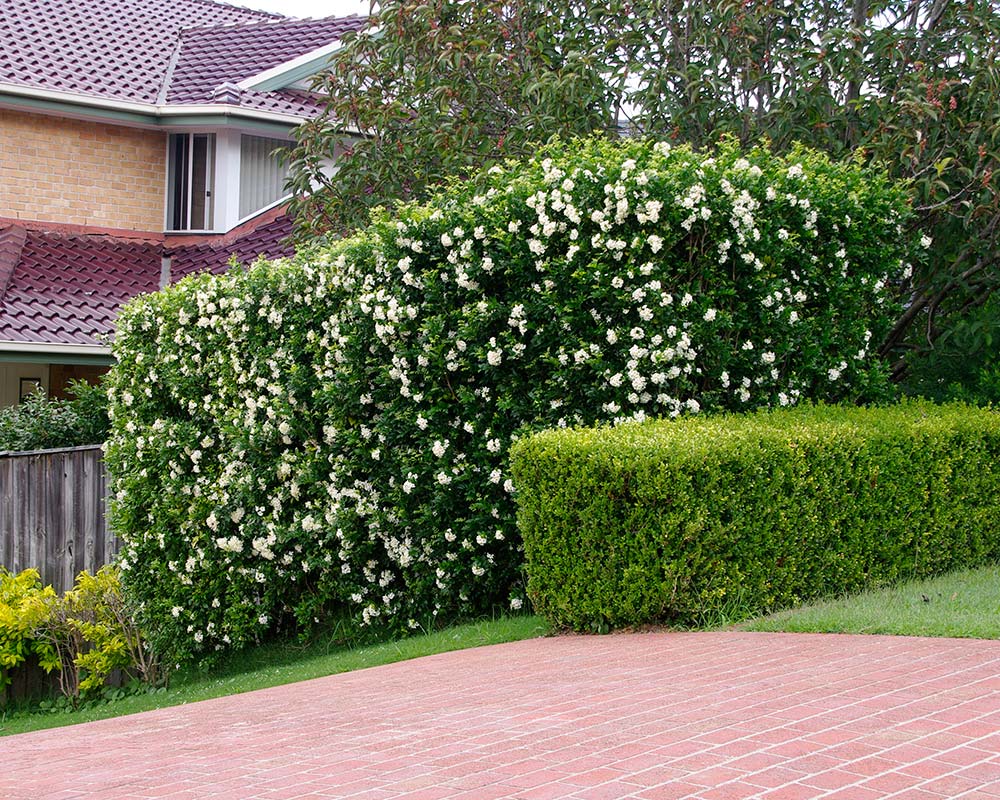 Murraya paniculata - good, neat hedging