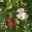 Murraya paniculata - fragrant cream flowers and red berries