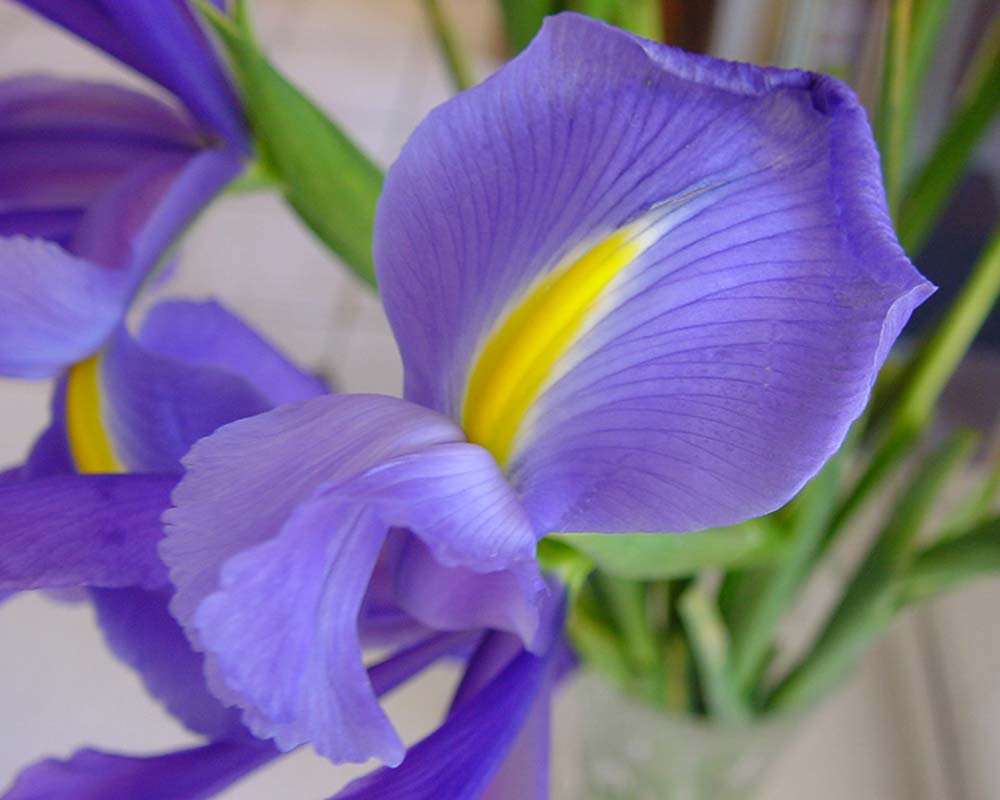 Iris xiphium hybrids - or Dutch Iris