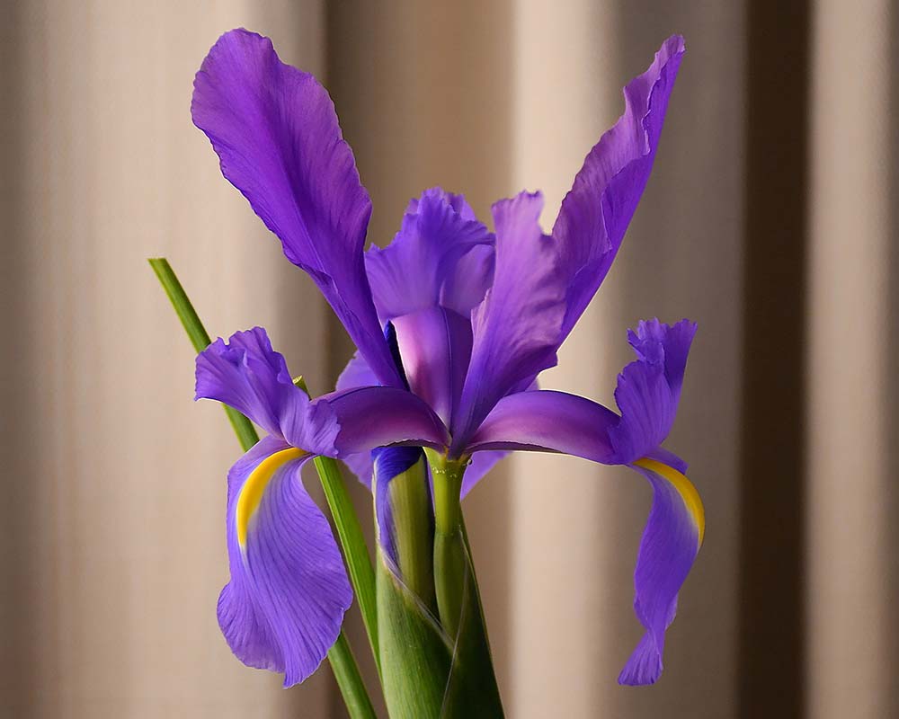 Iris Xiphium hybrid