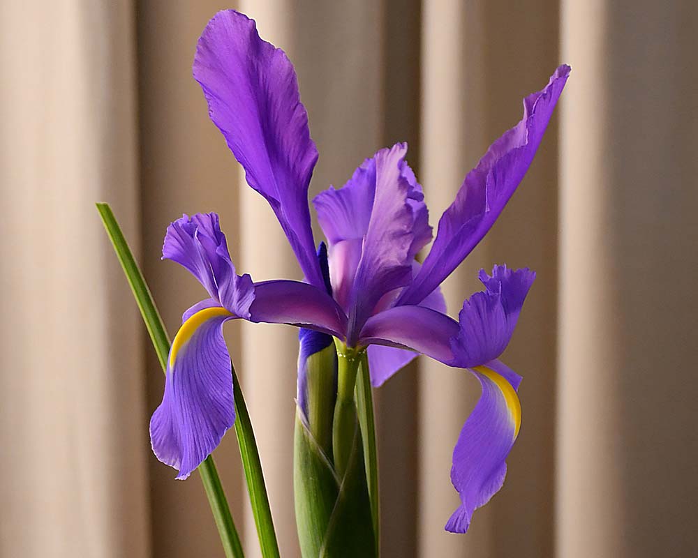 Iris xiphium - Spanish Iris, photo Ron Johnson, Adelaide
