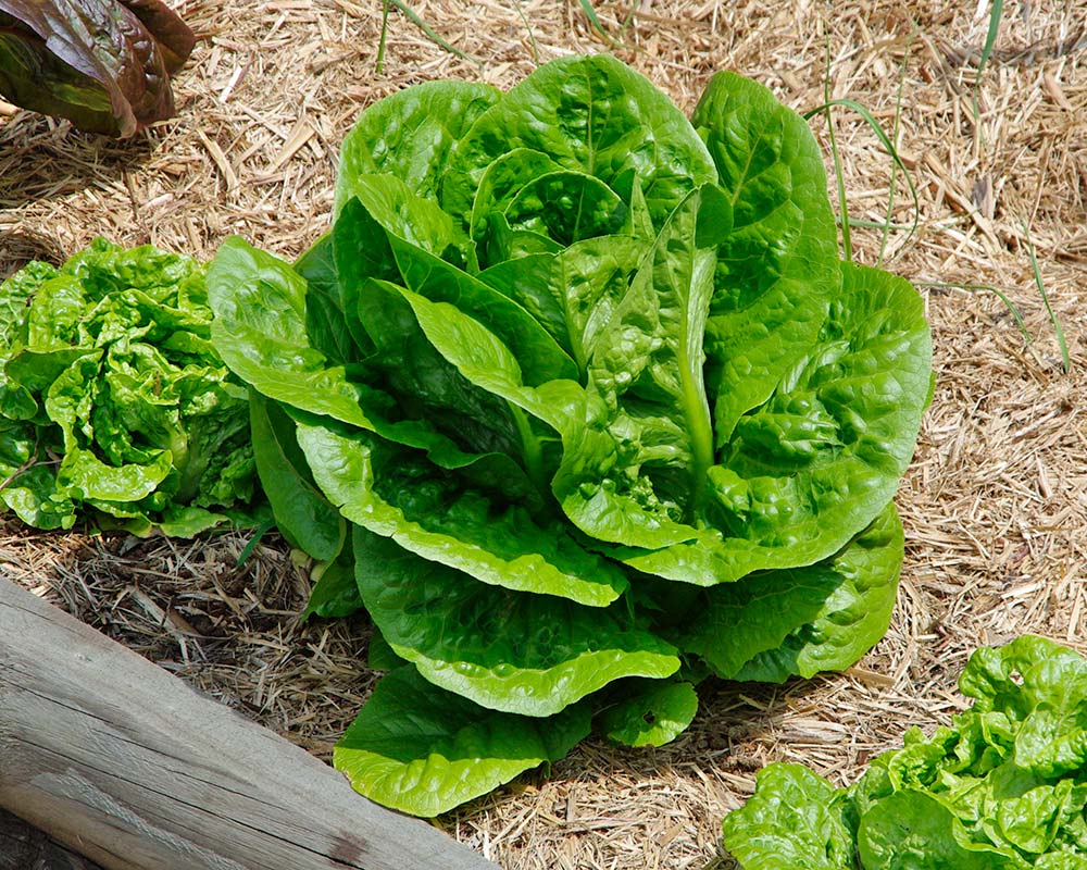 Lettuce - young plant