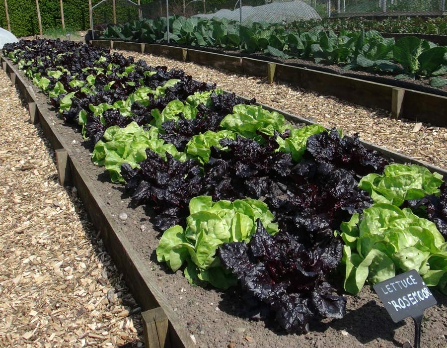 Lactuca sativa - great contrast of lettuce leaf colour - Lettuce varieties 'Rosemoor' and 'Clarion'